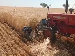 MP ASHTA NEWS : आष्टा में गेहूं की बंपर पैदावार 90 हजार हेक्टेयर में लहलहाई फसल, किसानों के चेहरे खिले